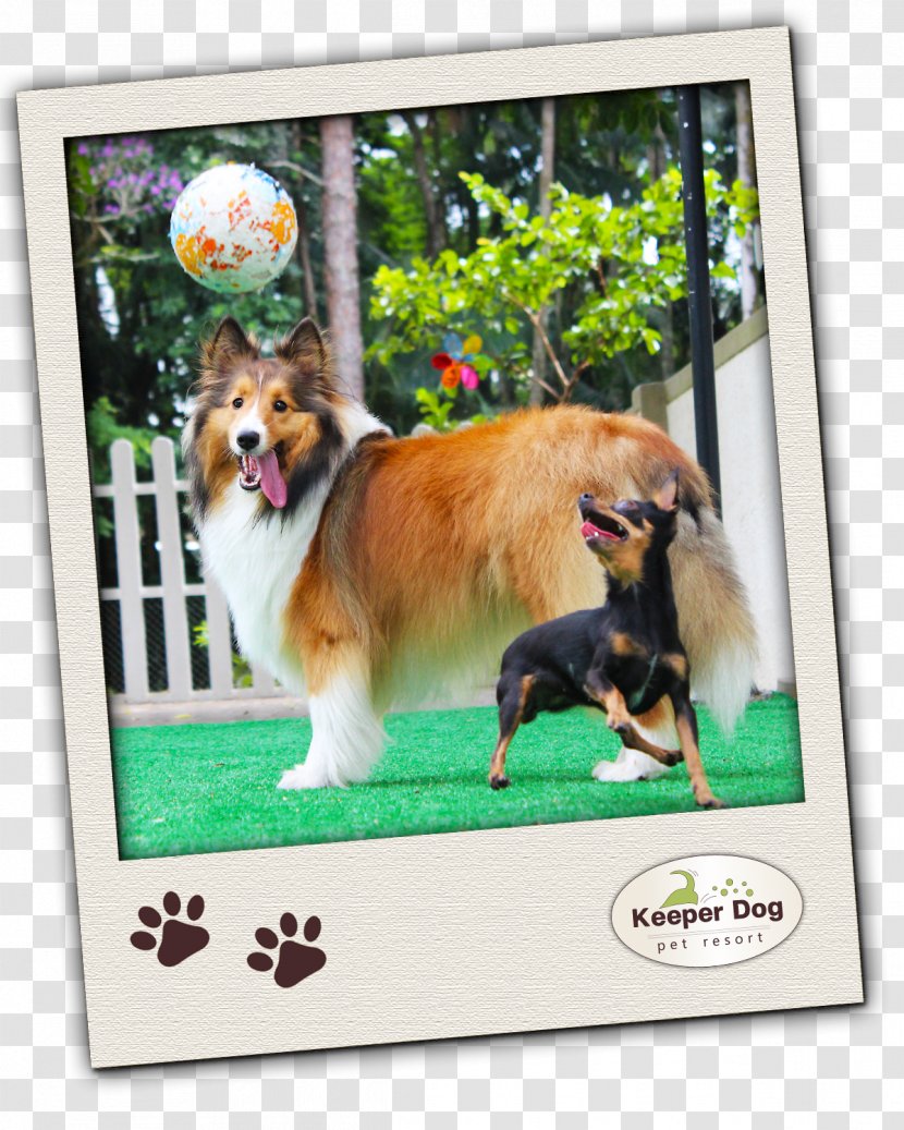 Dog Breed Companion Group (dog) Pet - Keeper Resort Transparent PNG