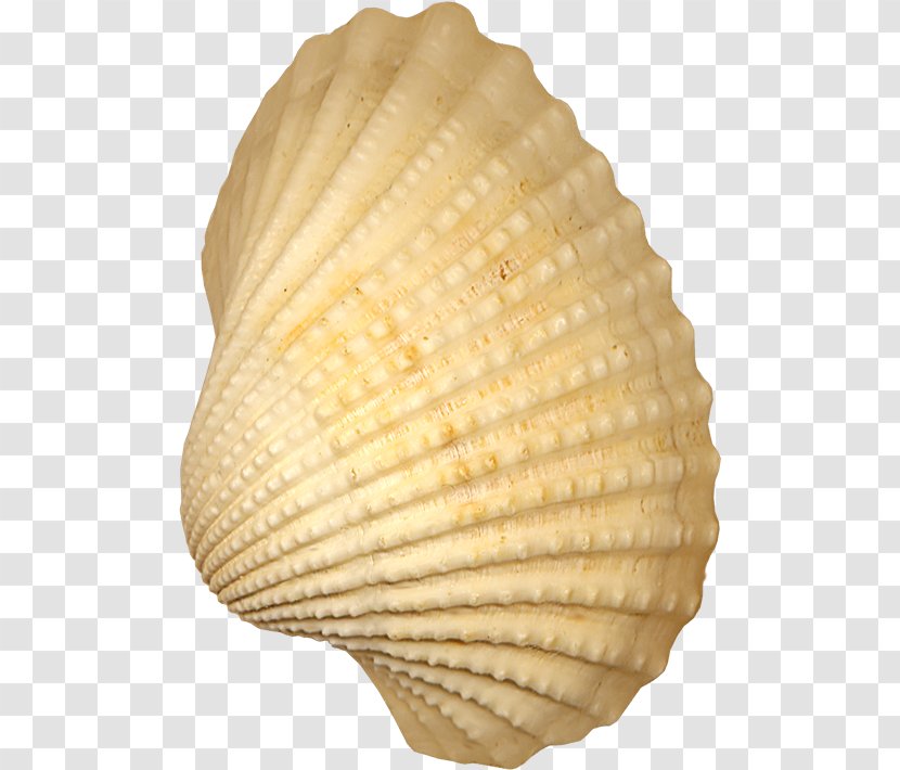 Cockle Seashell Conchology - Molluscs - Shell Transparent PNG