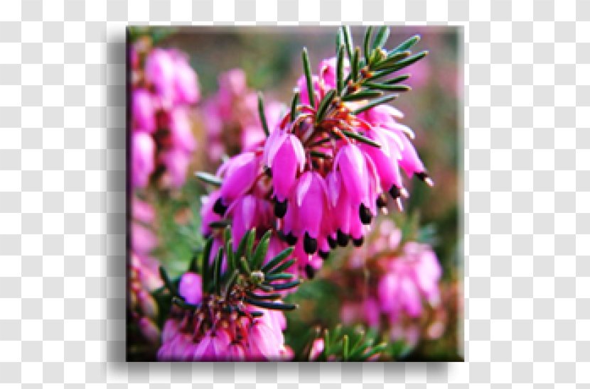 Shrub Lavender-cotton Garden Winter Heath Armeria Maritima - Wildflower - Plant Transparent PNG