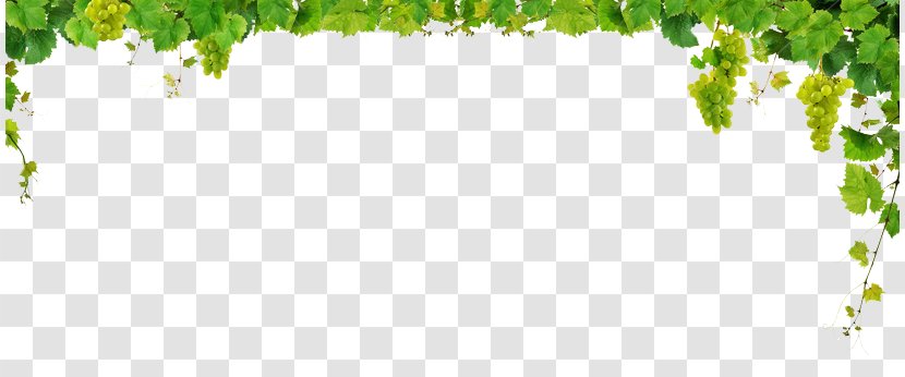 Common Grape Vine Vitis Californica Wine Leaves - Floral Design - Leaf Cliparts Transparent PNG