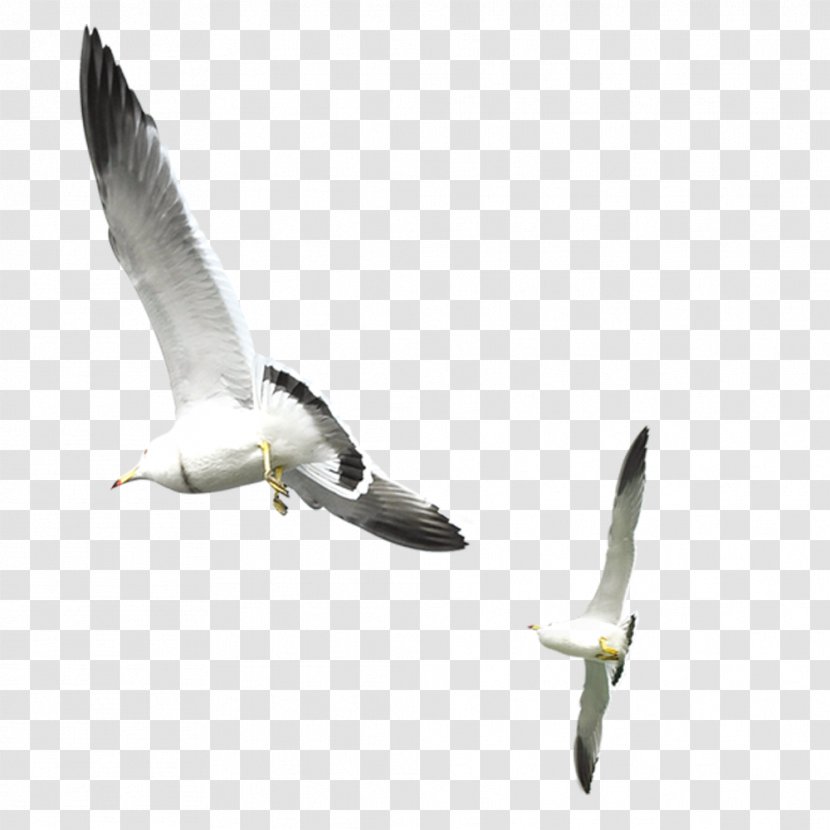 Gulls Bird - Photo Manipulation - Flying Seagull Transparent PNG