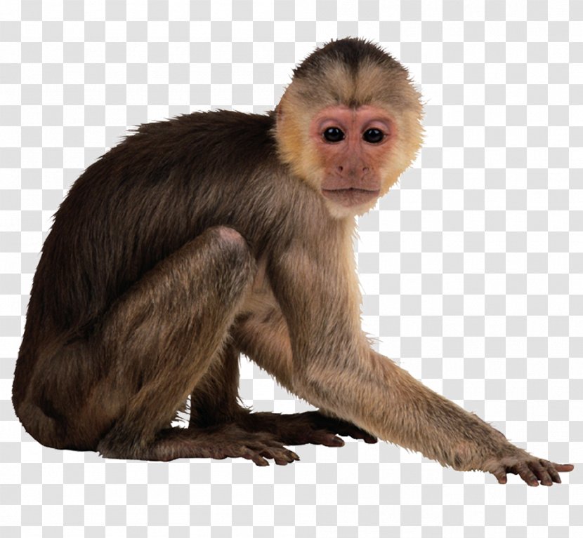 Capuchin Monkey Desktop Wallpaper - Monkeys Transparent PNG
