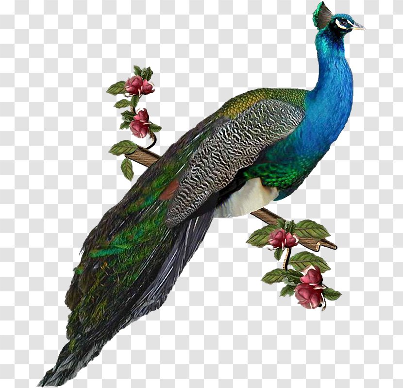Peafowl Image Clip Art Bird - Fauna Transparent PNG