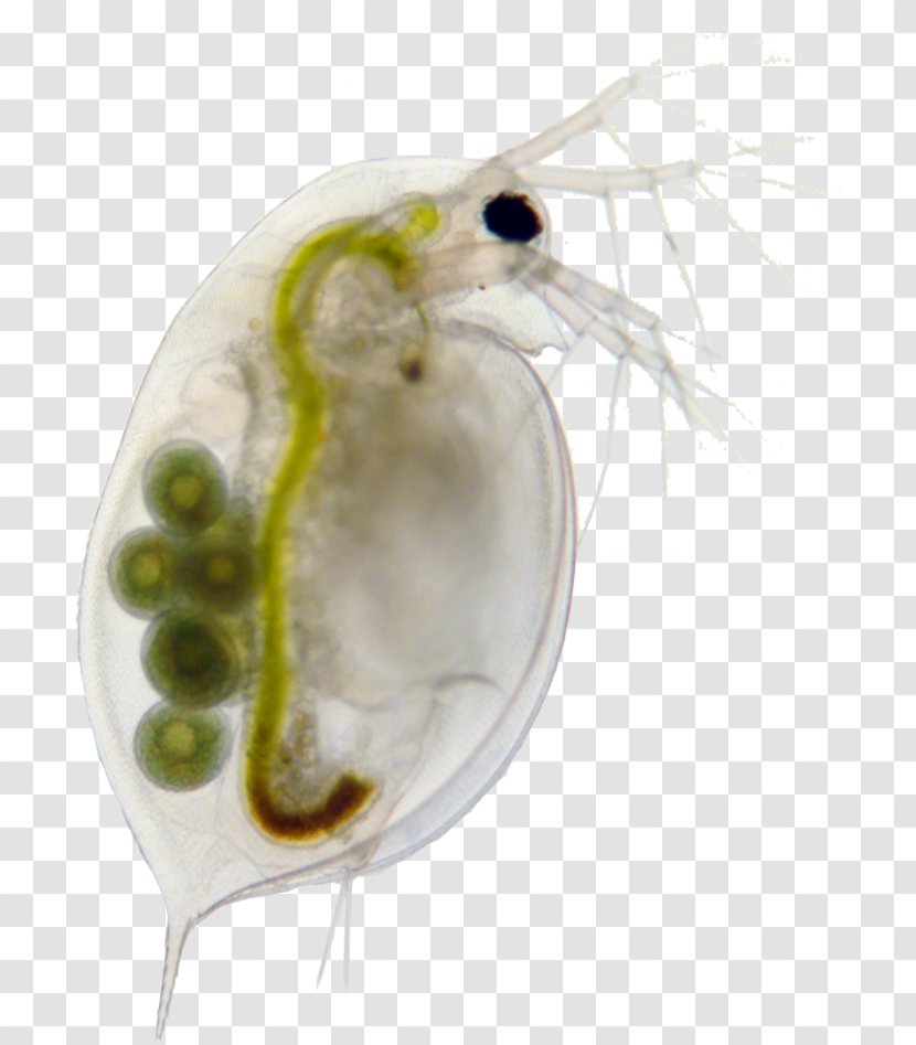 Daphnia Magna Zooplankton Water Flea - Guppy Transparent PNG