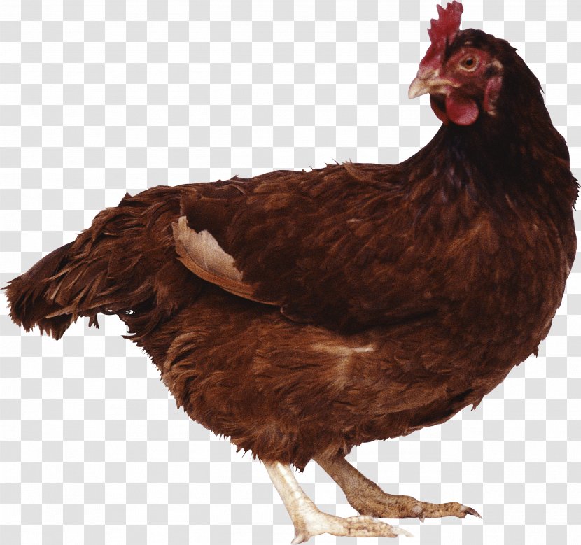 Chicken Goat Poultry Cattle Duck - Image Transparent PNG