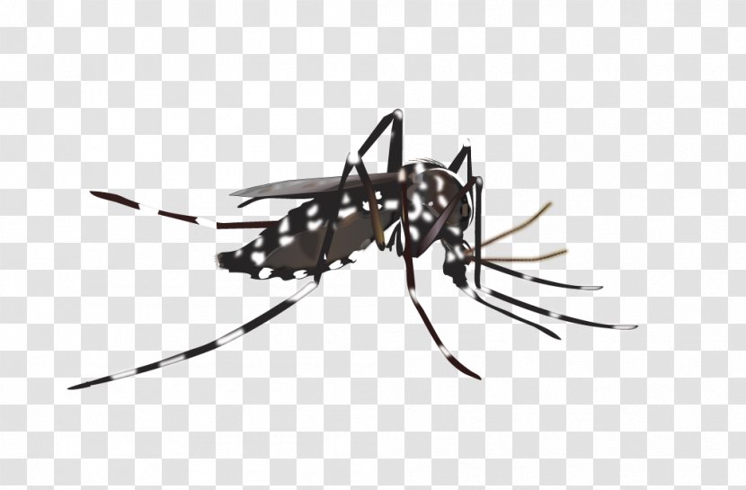 Yellow Fever Mosquito Insect Vector Dengue Transparent PNG