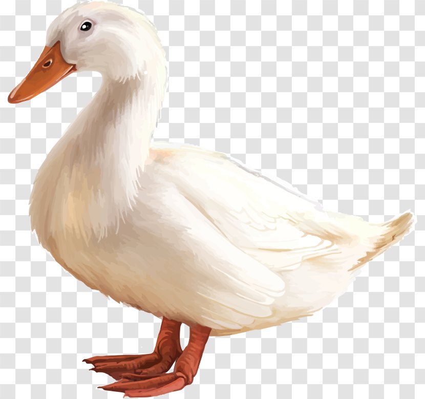 American Pekin Duck Goose - Domestic Transparent PNG