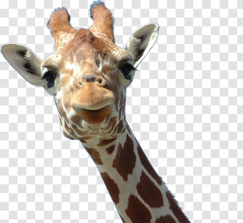 Giraffe Head Ossicone Horn Lamium Amplexicaule - South African Transparent PNG