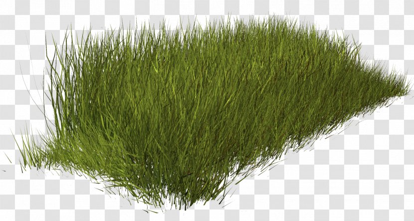 Weed Grass Clip Art - Plant Transparent PNG
