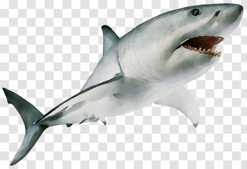 Great White Shark Mackerel Sharks Bull Image Cartilaginous Fishes - Mouth Transparent PNG