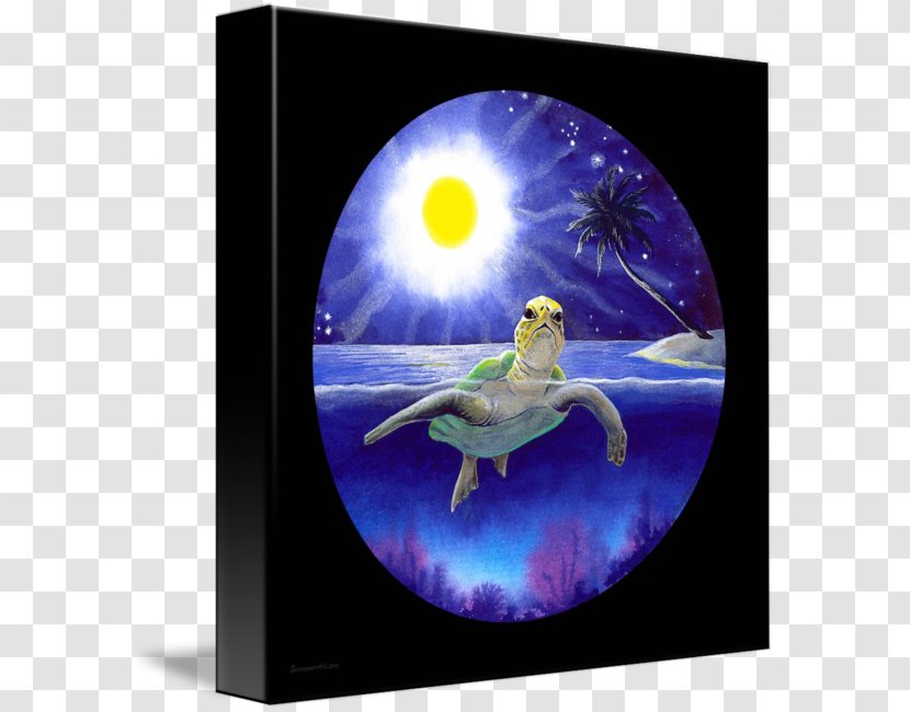 Sea Turtle Animal Drawing Transparent PNG