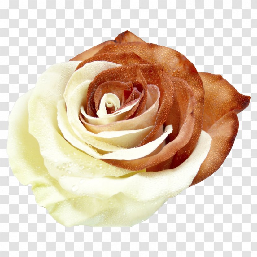 Garden Roses Cabbage Rose Cut Flowers Hand Petal - Toffees Transparent PNG