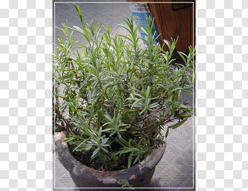 Herb Flowerpot Shrub Houseplant Evergreen - Tree Transparent PNG