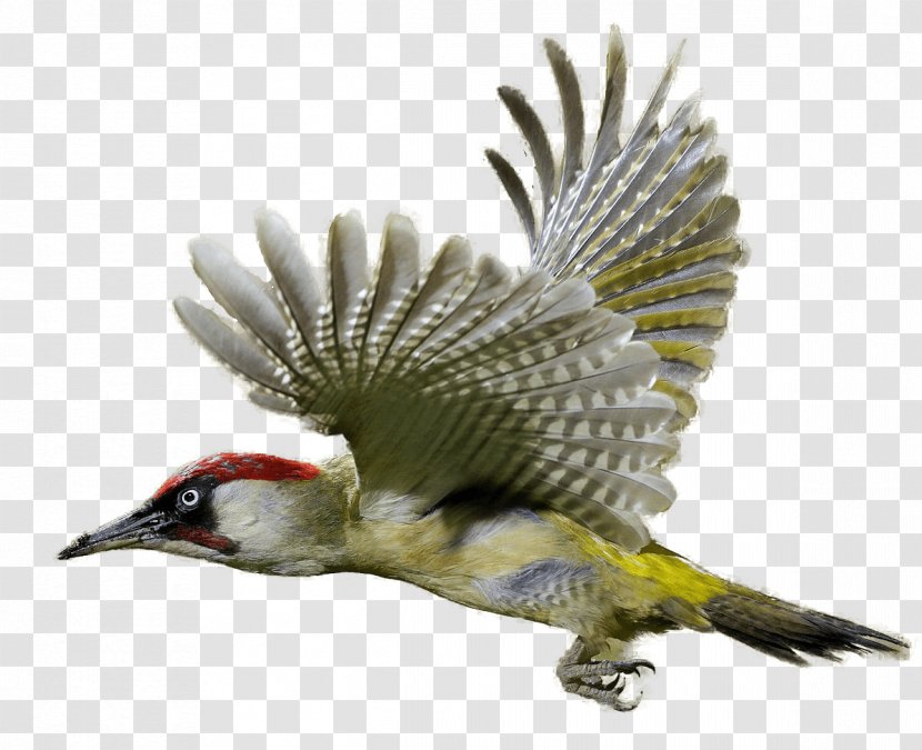 Woodpecker Bird Clip Art - Wildlife - Flying Transparent PNG