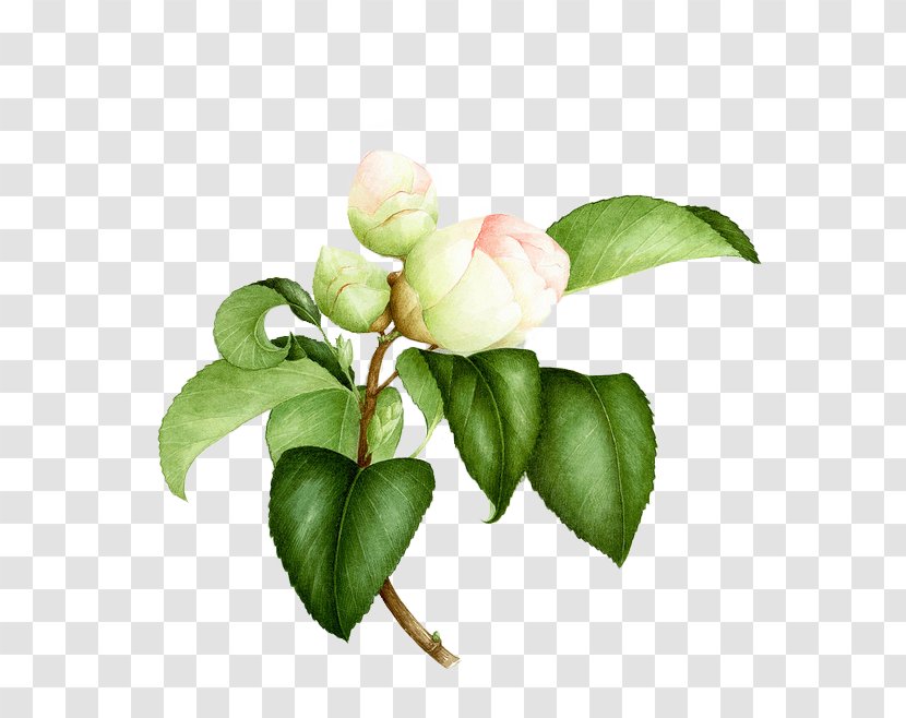 Watercolor Painting Flower Botanical Illustration Botany - Art - Painted White Roses Transparent PNG