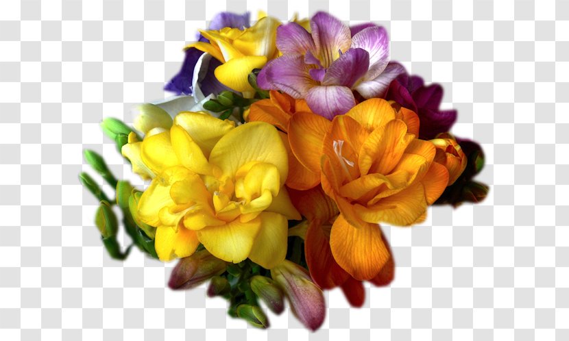 Flowers Background - Plant - Dendrobium Iris Transparent PNG