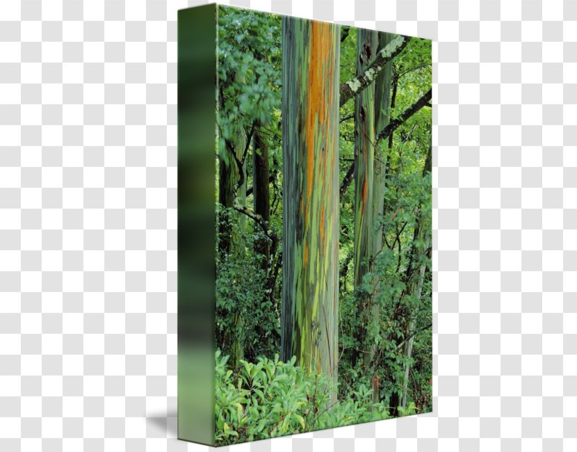 Rainbow Eucalyptus Trunk Northern Hardwood Forest Temperate Broadleaf And Mixed - Grass Family - Plant Transparent PNG