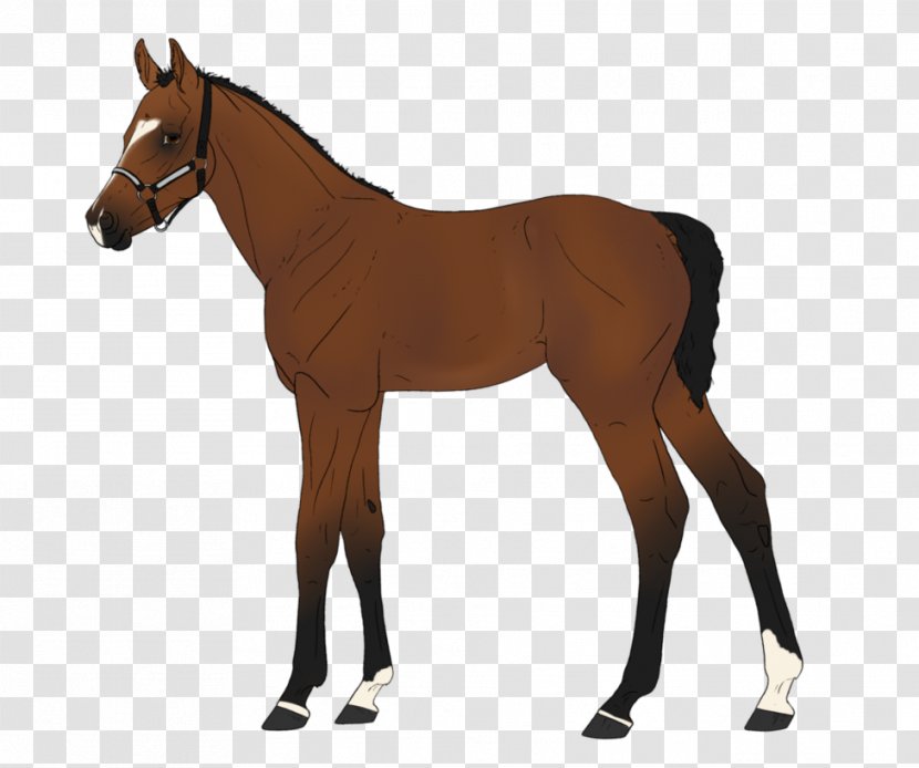 Horse Equestrian Bridle Saddle - Mammal - Pharaoh Drawing Transparent PNG