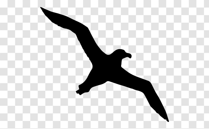 Bird Gulls Mollymawk Silhouette - Albatross Transparent PNG