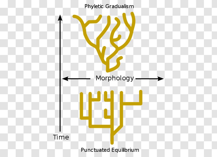 Punctuated Equilibrium Evolution Phyletic Gradualism Biology - Charles Darwin - Natural Selection Transparent PNG