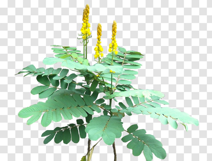 Senna Alata Golden Shower Tree Plectranthus Scutellarioides Plant Clusia - Banana - Coniferous Transparent PNG