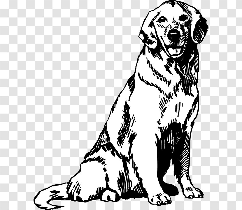 Golden Retriever Puppy Coloring Book Drawing - Breed Transparent PNG