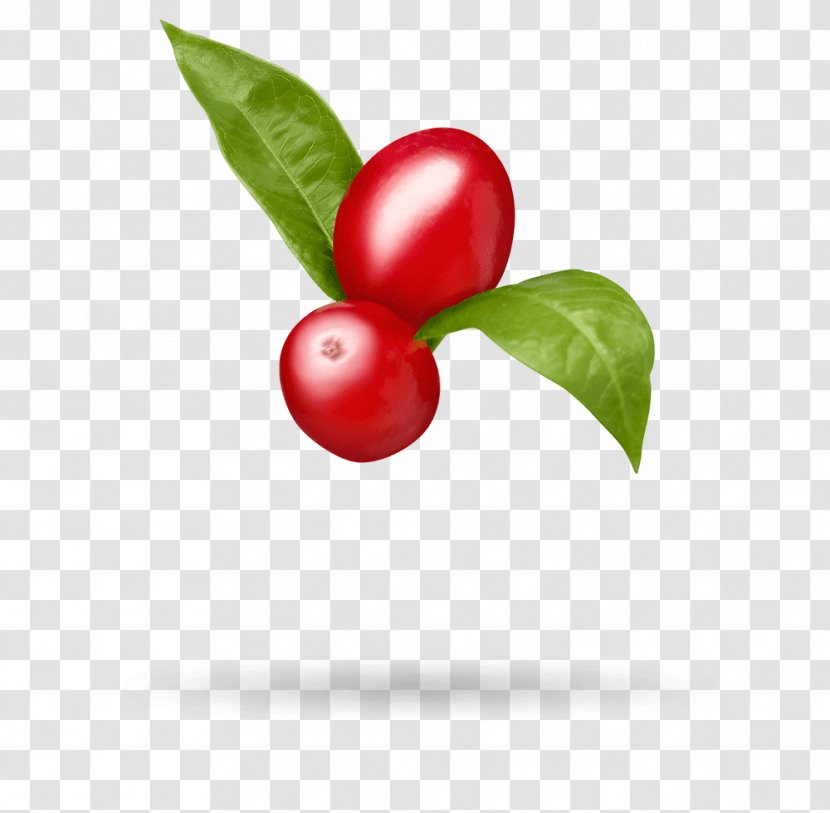 Barbados Cherry Lingonberry Goji Cranberry Matrimony Vine Transparent PNG