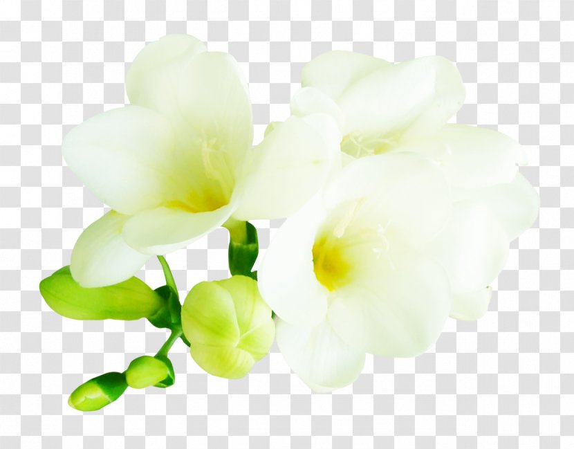 Cut Flowers Floral Design Clip Art - Green - Flower Transparent PNG