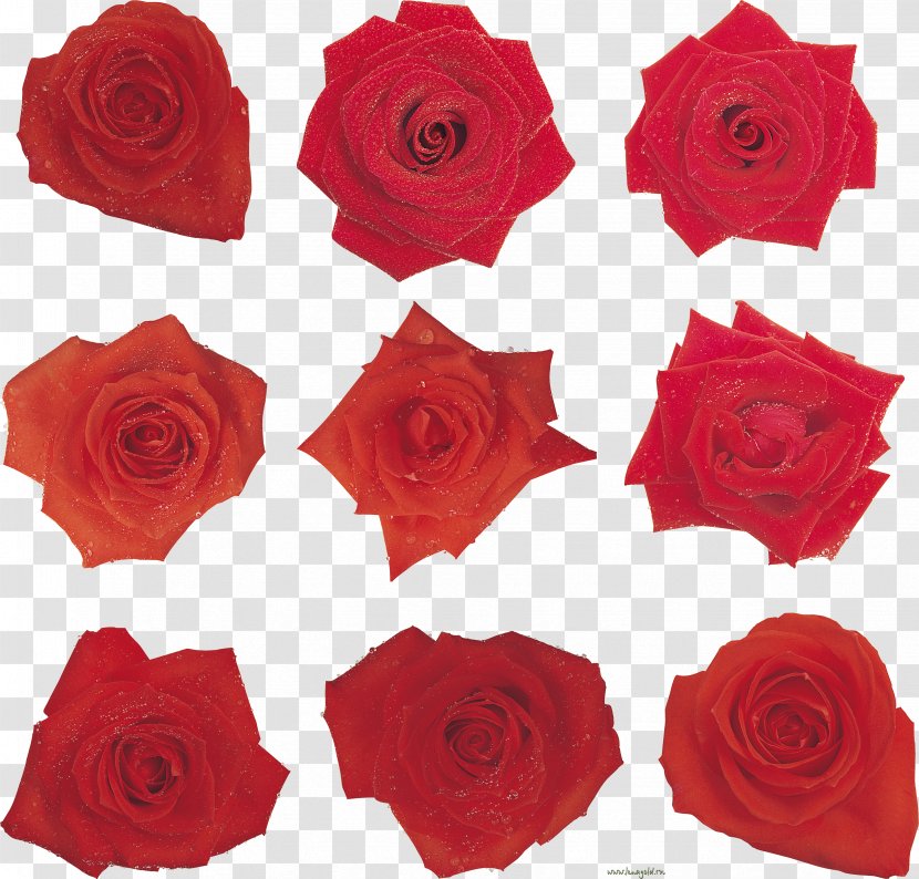 Garden Roses Floribunda Cut Flowers Floral Design - Rose Family - Flowering Plant Transparent PNG