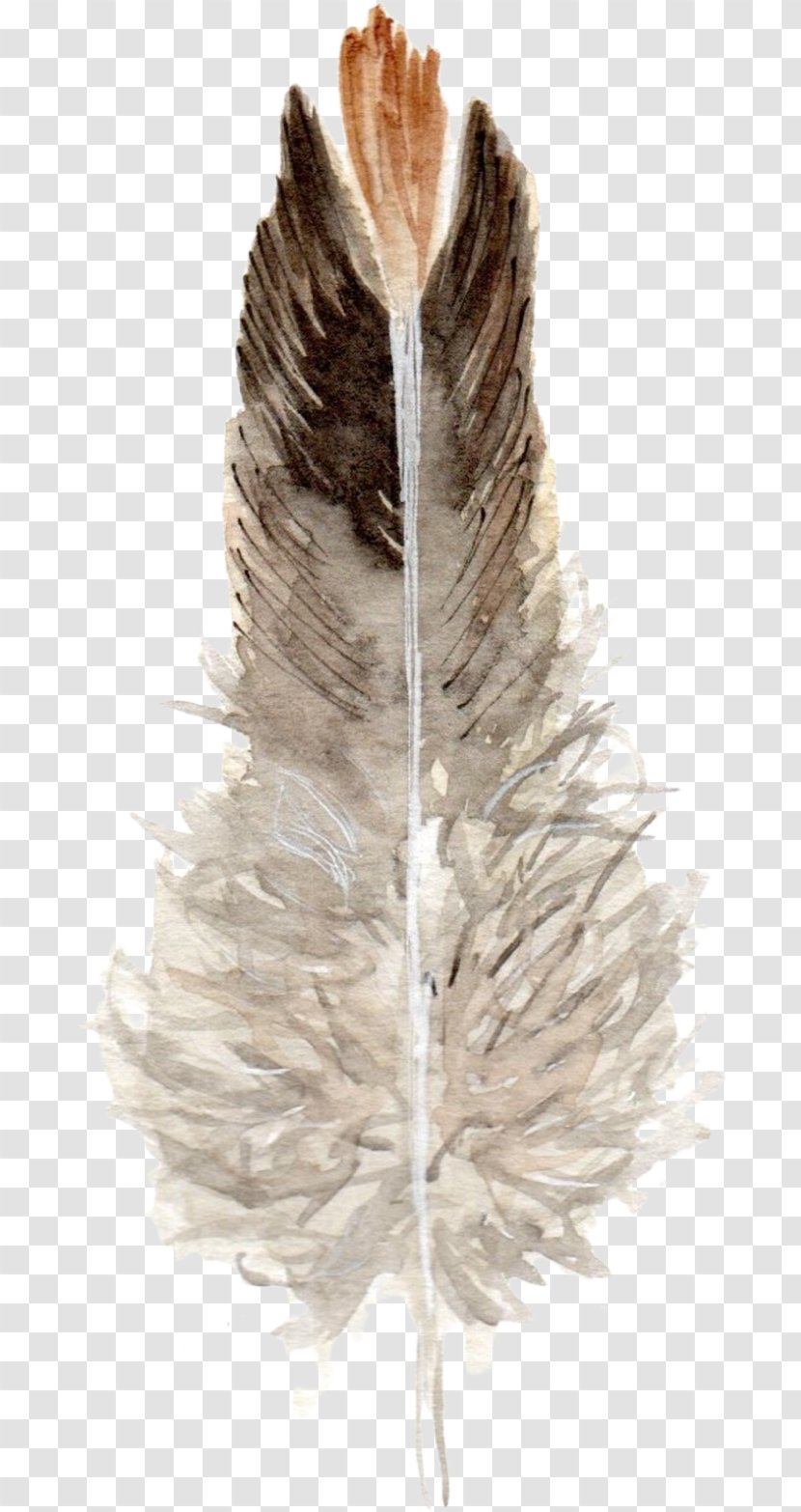 Feather - Feathers Transparent PNG