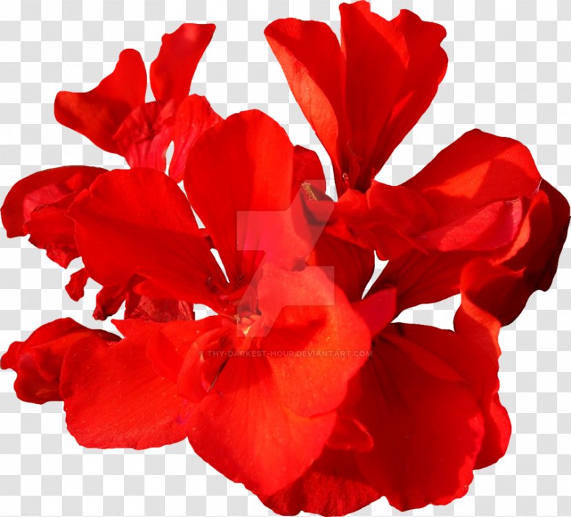 Flower Red Plant Mallows - Malvales Transparent PNG