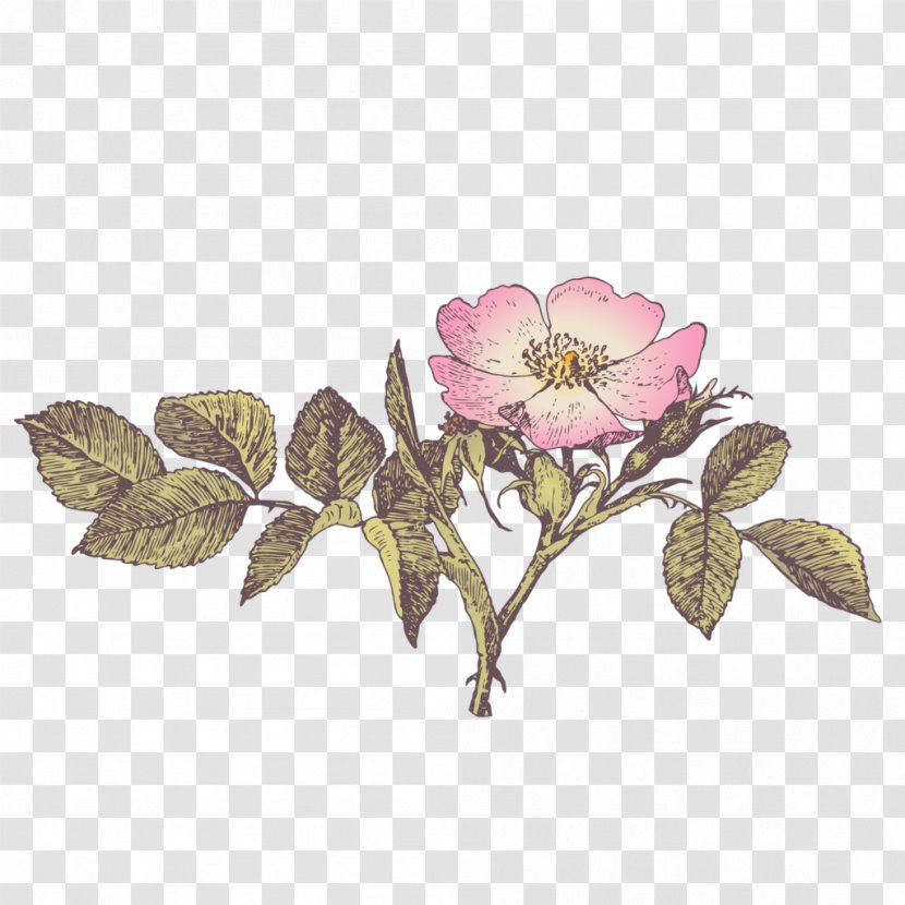 Flower Image Design Vector Graphics Download - Rosa Centifolia Transparent PNG