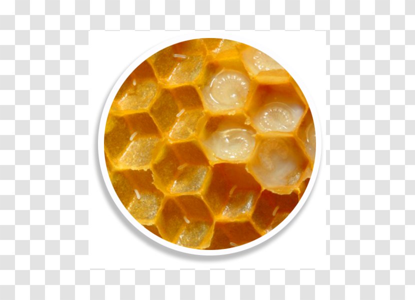 Western Honey Bee Queen Food Royal Jelly - Egg Transparent PNG