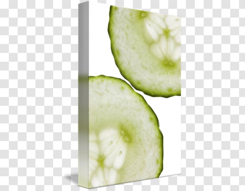 Cucumber Melon Fruit - Food - Green Transparent PNG