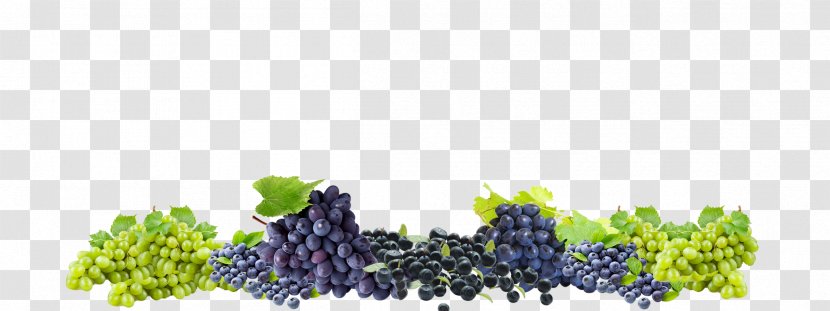 Grape Winery Colle Del Bricco Wine Cellar Transparent PNG
