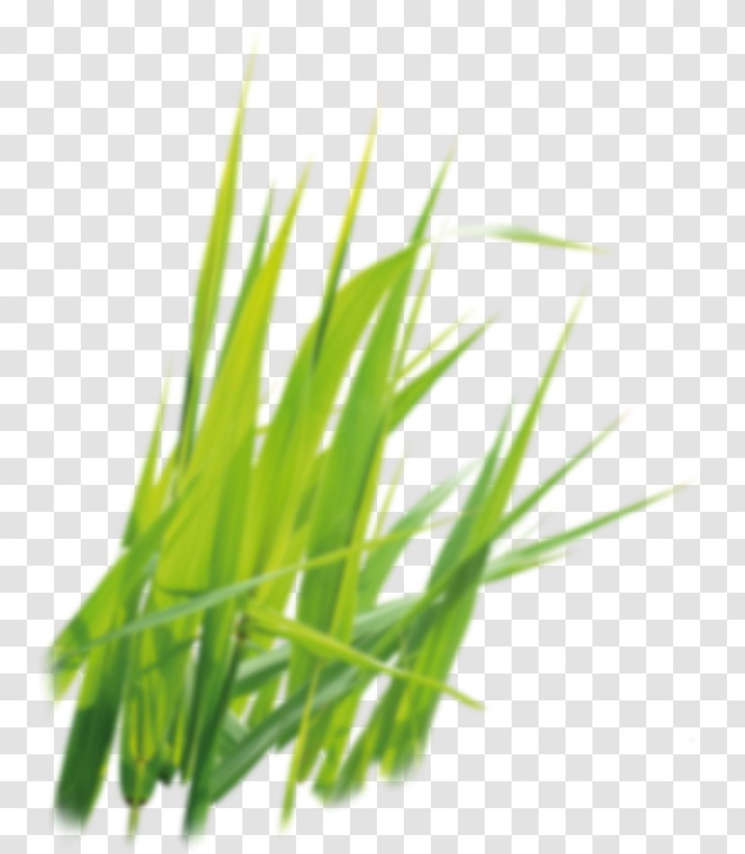 Sweet Grass Vetiver Commodity Wheatgrass Plant Stem Transparent PNG