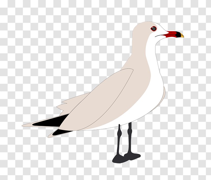 European Herring Gull Gulls Cygnini Goose Anatidae - Feather Transparent PNG