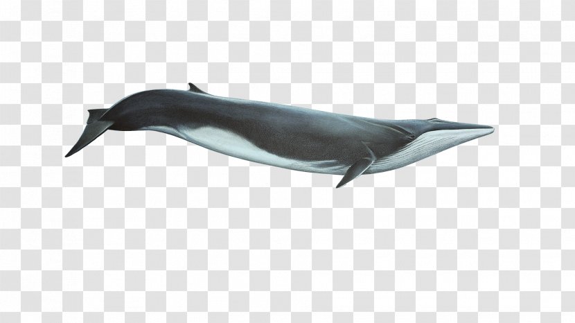 Tucuxi Short-beaked Common Dolphin White-beaked Wholphin Porpoise - Shortbeaked - Whale Transparent PNG