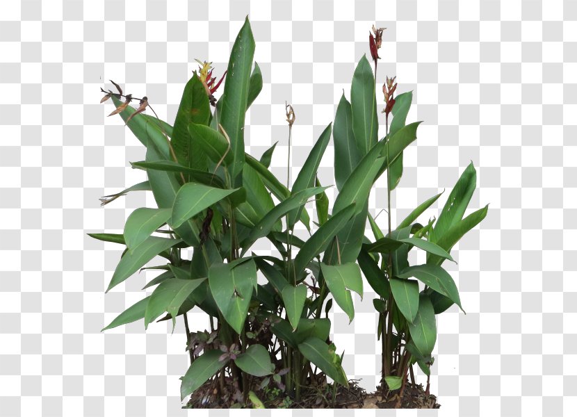 Leaf Flowerpot Plant Stem - Heliconia Transparent PNG