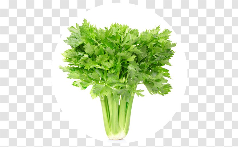 Juice Celery Eating Nutrition Vegetable - Health Transparent PNG