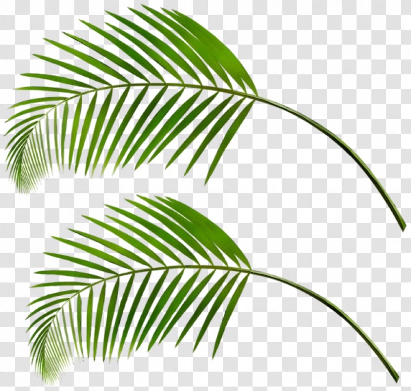 Palm Tree Silhouette - Leaf - Fern Twig Transparent PNG