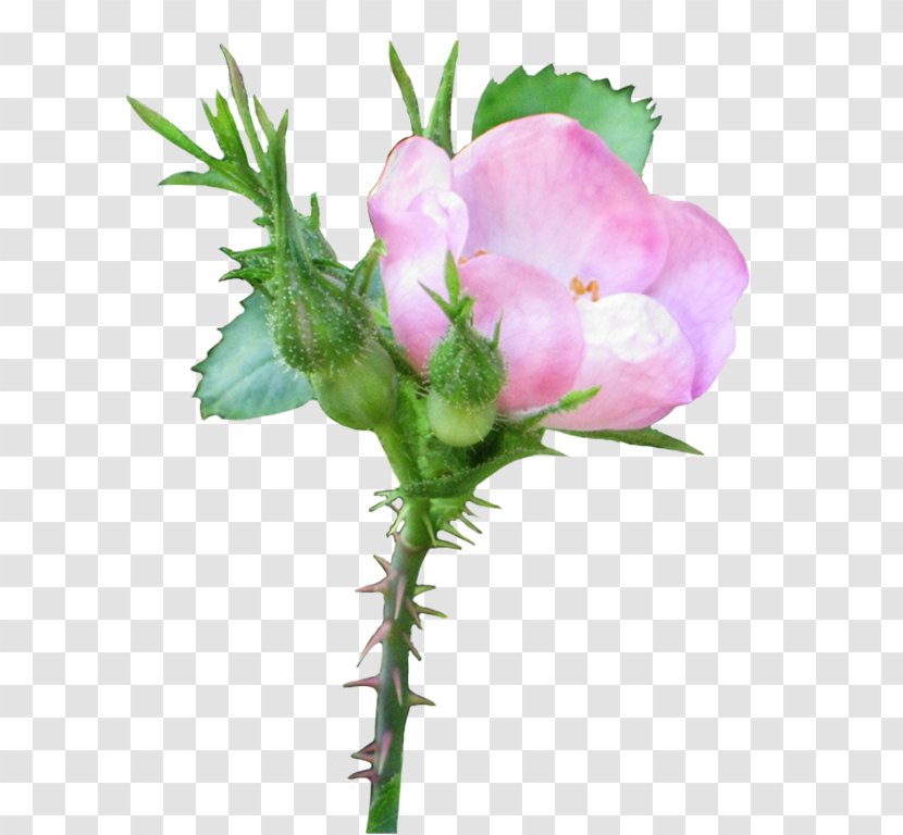 Pink Rosaceae Rosa Acicularis Clip Art - Family - Rose Left Transparent PNG