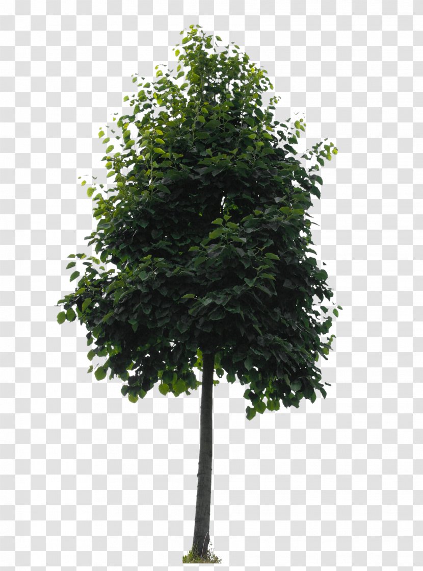 Branch Tree Oak Lindens Shrub Transparent PNG