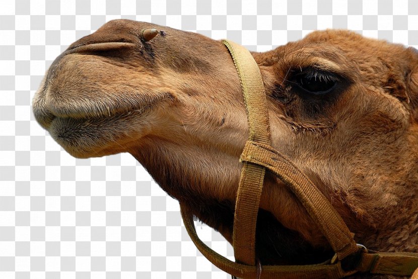 Dromedary Stock Photography Image Desert - Video - Camel Milk Transparent PNG