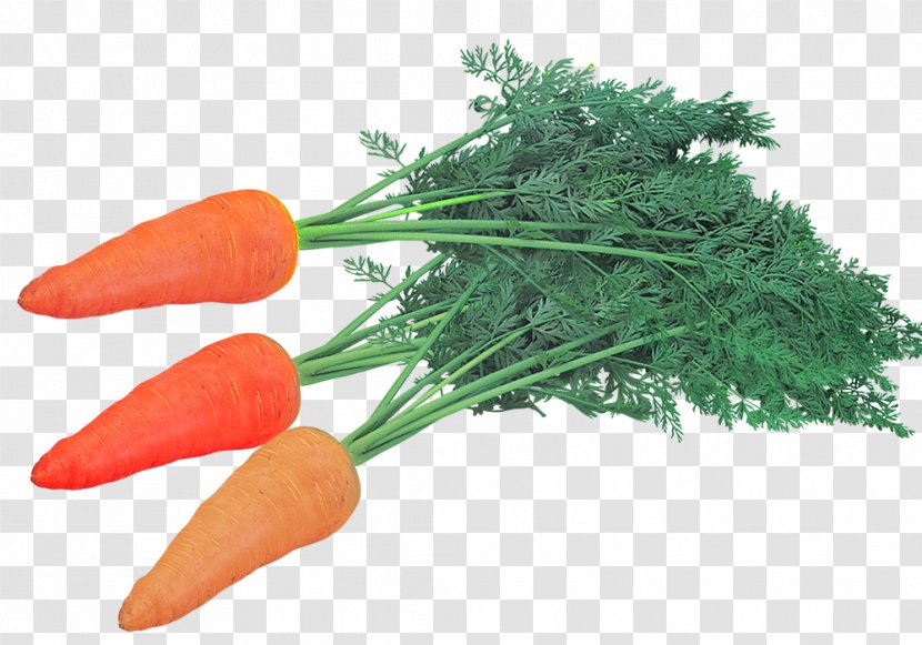 Baby Carrot Chinese New Year - Store Stocking Transparent PNG