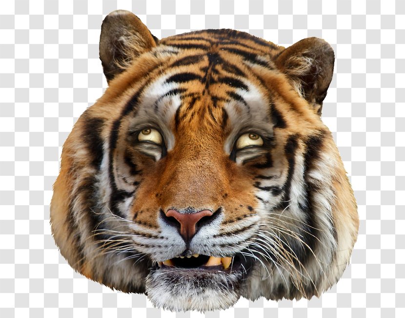 Tiger YouTube Funny Face - Wildlife - Uncle Transparent PNG