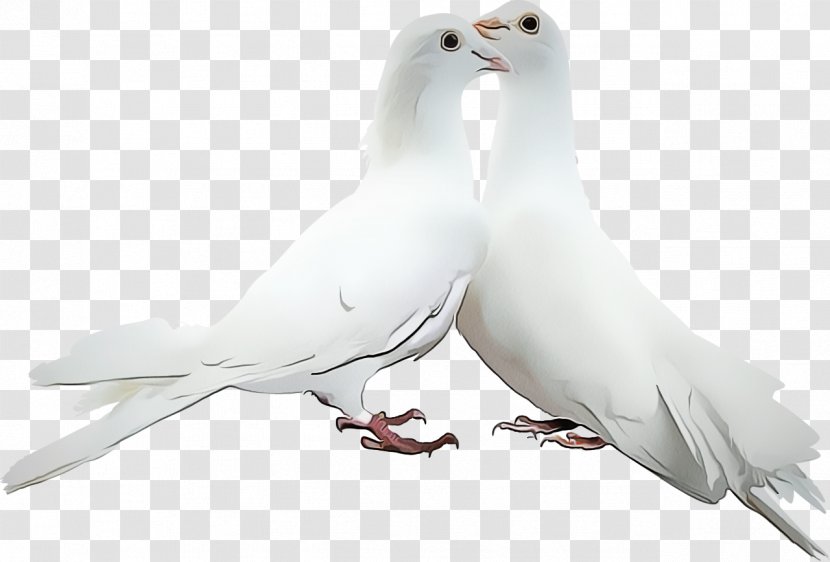 Typical Pigeons And Doves GIF Picture Frames Adobe Photoshop - Rock Dove - Wing Feather Transparent PNG