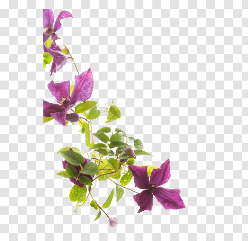 Flower Stock Photography Clematis Viticella - Flowering Plant - Bougainvillea Transparent PNG