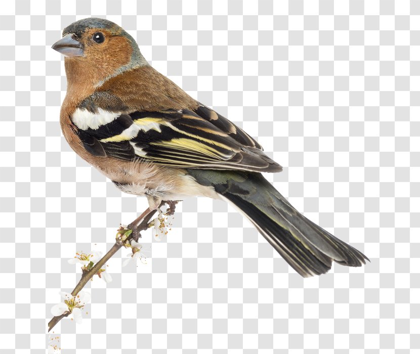 Common Chaffinch Bird House Sparrow Stock Photography - Passerine - Latin Transparent PNG