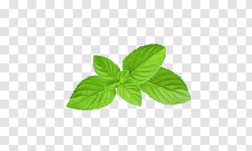 Mentha Spicata Apple Mint Peppermint Menthol Food - Electronic Cigarette Aerosol And Liquid - Green Leaves Transparent PNG